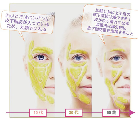 セインムー提案の美容美容医療で解明されている顔脂肪と老化のメカニズム